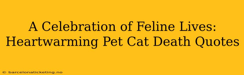 A Celebration of Feline Lives: Heartwarming Pet Cat Death Quotes