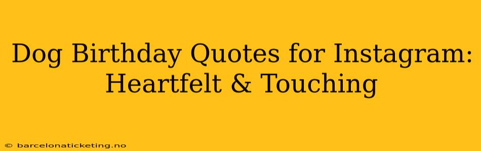 Dog Birthday Quotes for Instagram: Heartfelt & Touching