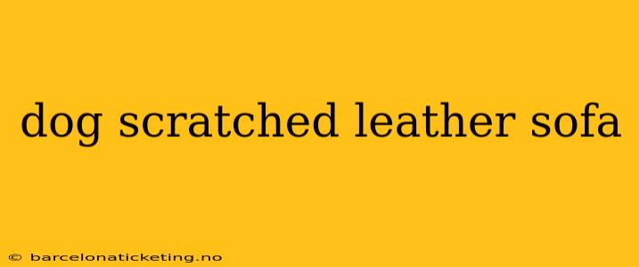 dog scratched leather sofa
