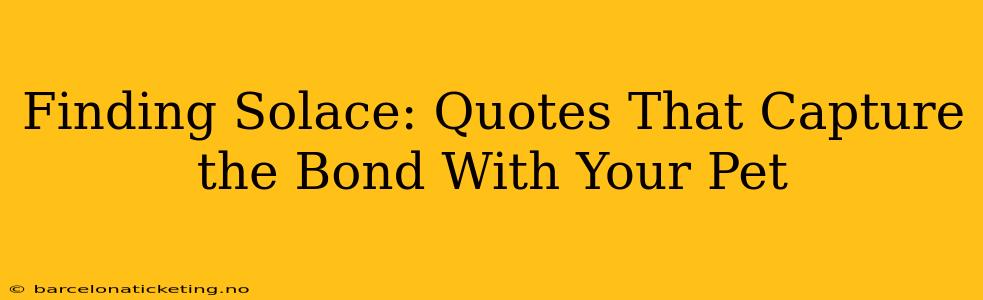 Finding Solace: Quotes That Capture the Bond With Your Pet