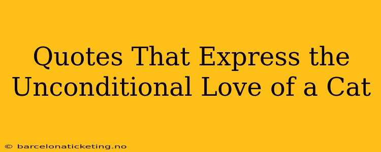 Quotes That Express the Unconditional Love of a Cat