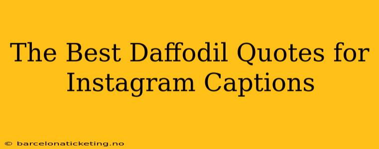The Best Daffodil Quotes for Instagram Captions